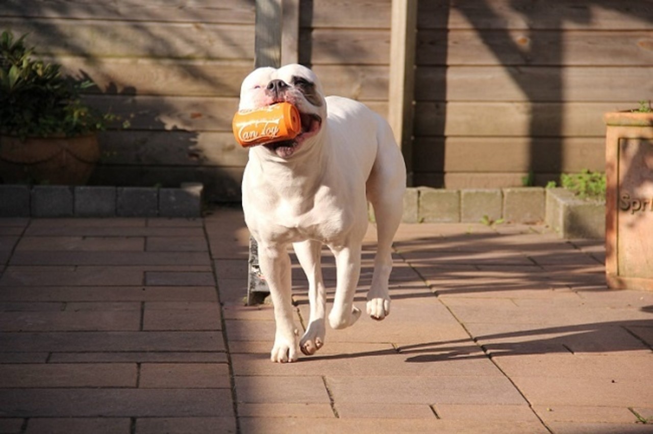 Sodapup Sodapup Can Toy Treat Dispenser XL Sodapup Sodapup Can Toy Treat Dispenser XL