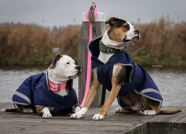 Bucas Bucas Hondenjas Navy Blue 300 gr Bucas Bucas Hondenjas Navy Blue 300 gr