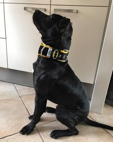 MAG  halsband Batman zwart/geel