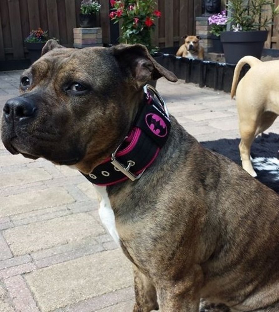 MAG MAG halsband Batman zwart/roze