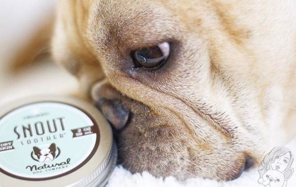 Natural Dog Company Natural Dog Company Snout Soother Natural Dog Company Natural Dog Company Snout Soother