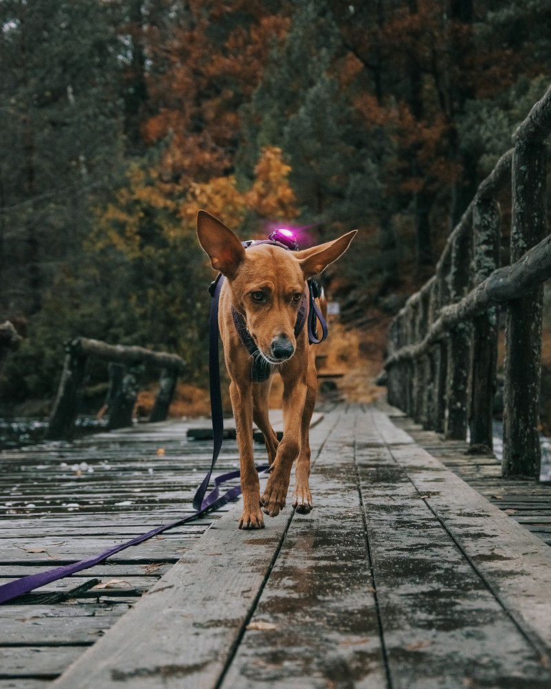 Orbiloc Orbiloc Dog Dual LED lampje