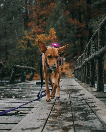 Orbiloc Orbiloc Dog Dual LED lampje