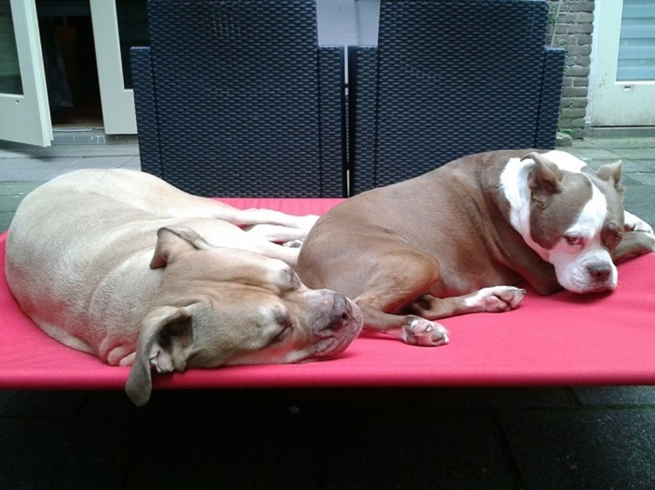 HIK9 HIK9 bed canvas mat zwart frame