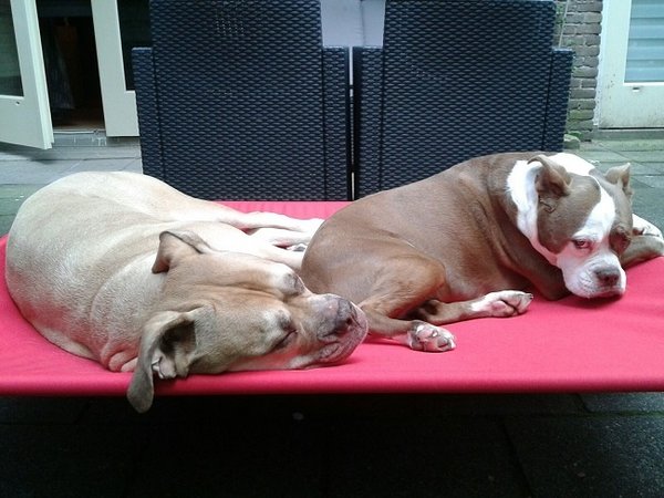 HIK9 HIK9 bed canvas mat zwart frame