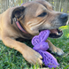 Sodapup Sodapup Butterfly Nylon Chew & Enrichment Toy Sodapup Sodapup Butterfly Nylon Chew & Enrichment Toy