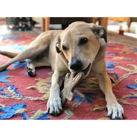 Sodapup Sodapup Gingerbread Man Durable Nylon Chew Toy Sodapup Sodapup Gingerbread Man Durable Nylon Chew Toy