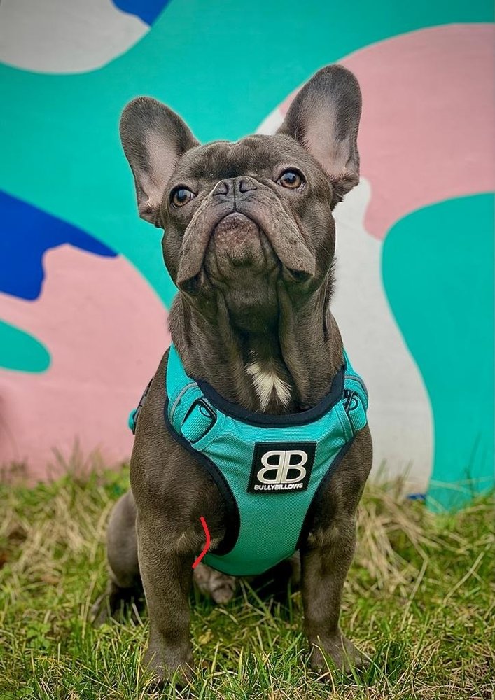 BullyBillows Premium Comfort Harness The Dog Lounge