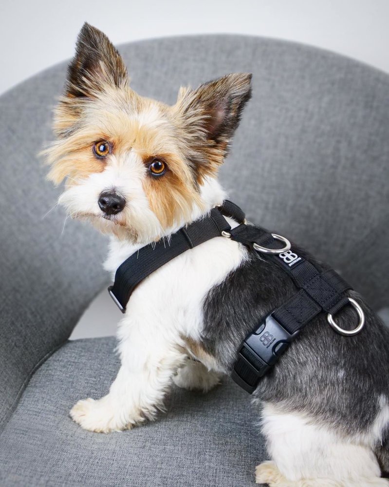 BullyBillows Bullybillows MINI TRI-Harness (Anti-Pull) BullyBillows Bullybillows MINI TRI-Harness (Anti-Pull)