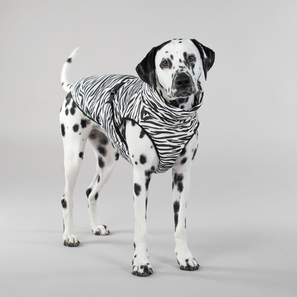 Paikka Paikka Cool & Bug Vest for Dogs