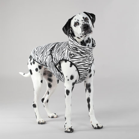 Paikka Paikka Cool & Bug Vest for Dogs