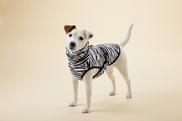 Paikka Paikka Cool & Bug Vest for Dogs