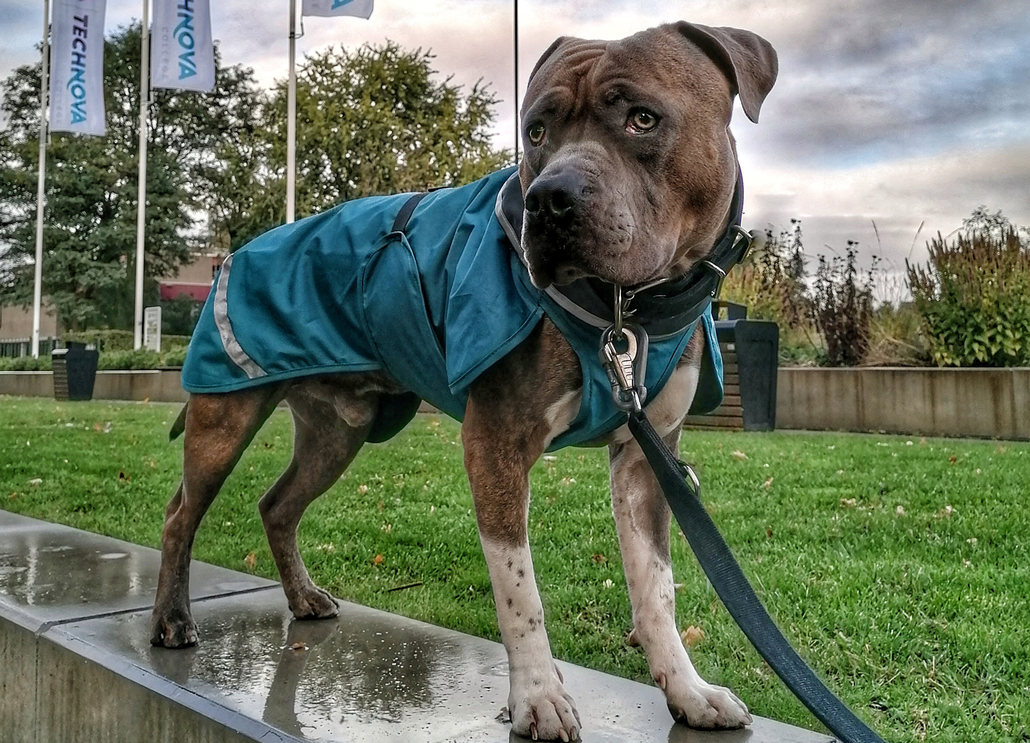 Bewolkt Contour meten Een jas voor de hond - The Dog Lounge