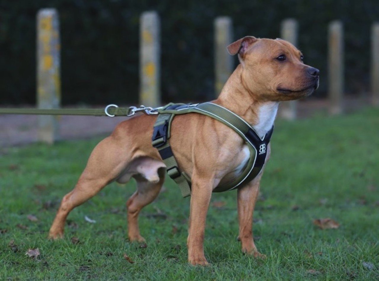 BullyBillows Bullybillows Slip on harness Zwart BullyBillows Bullybillows Slip on harness Zwart