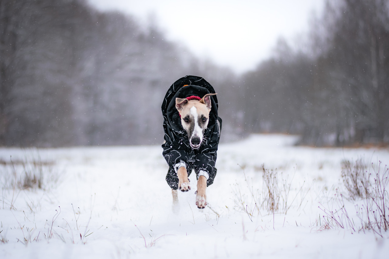 Paikka Paikka Winter Suit maat 55