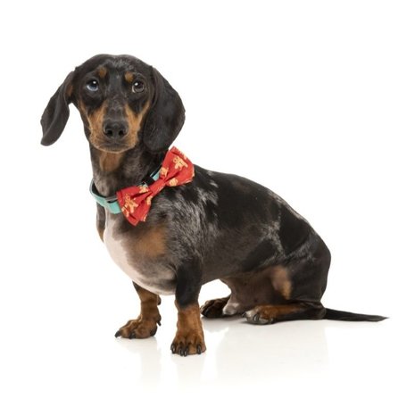 Fuzzyard Fuzzyard Xmas Bowtie – Naughty Ginger L