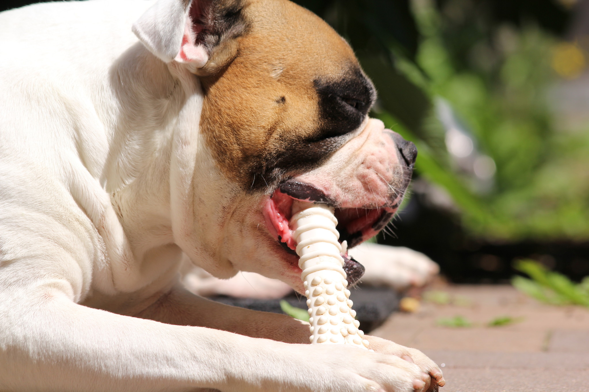 Het gebit van de hond, kauwen en kauwartikelen