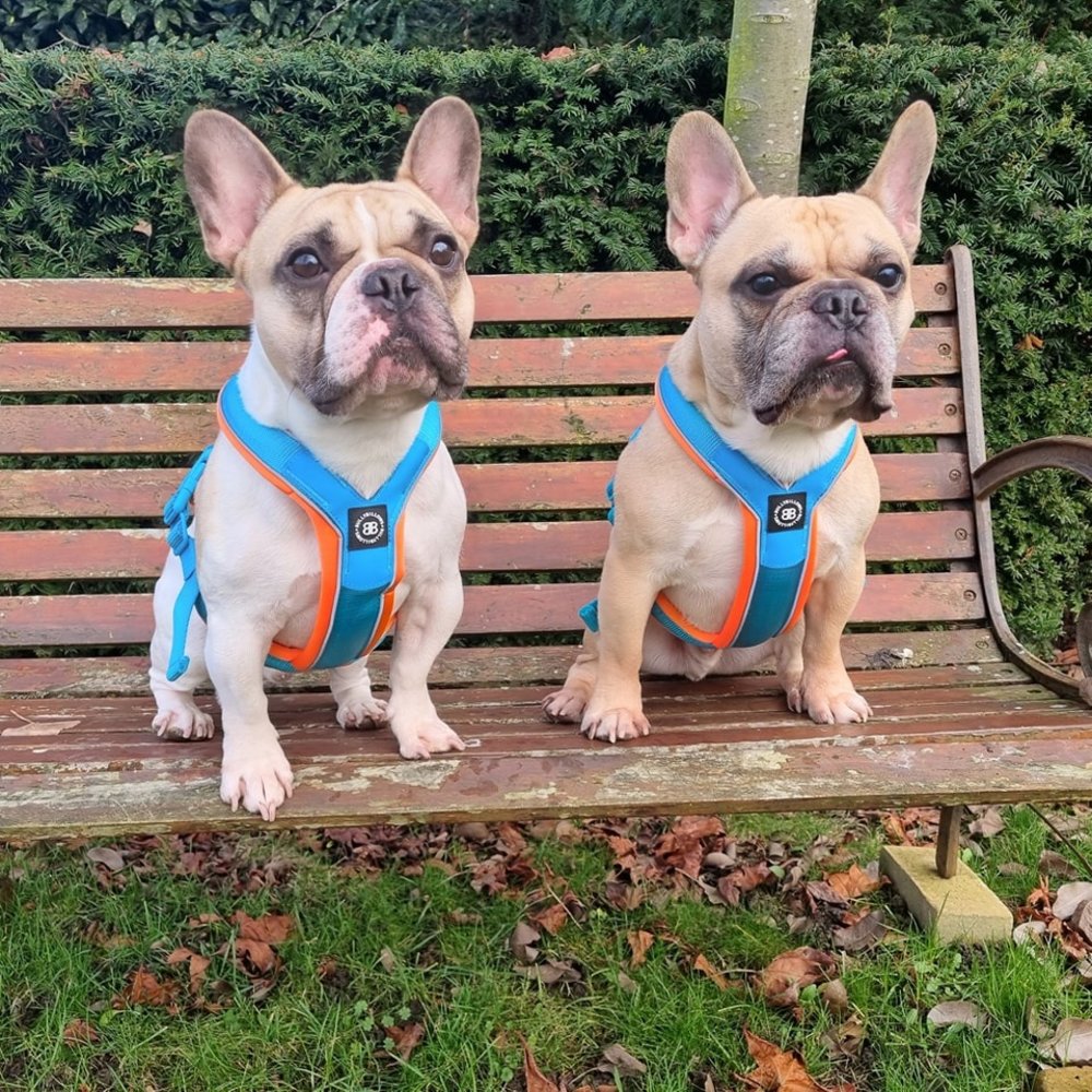BullyBillows Bullybillows Slip on harness Light Blue & Orange