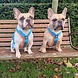 BullyBillows Bullybillows - Ramsey Range Slip on harness Light Blue & Orange BullyBillows Bullybillows - Ramsey Range Slip on harness Light Blue & Orange