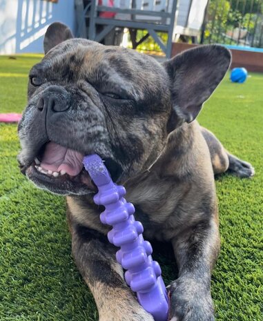 Sodapup Sodapup Fishbone Durable Nylon Chew Toy