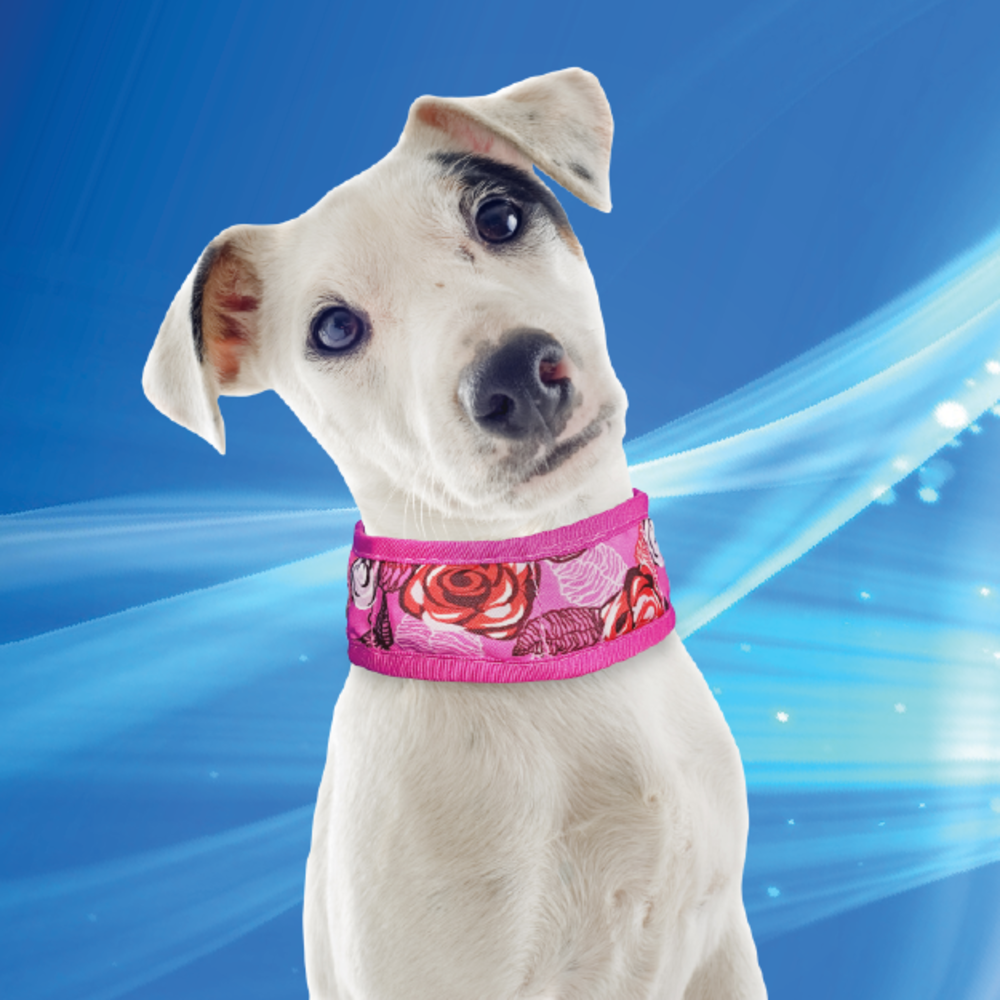 Aqua Coolkeeper Aqua Coolkeeper halsband OP=OP Aqua Coolkeeper Aqua Coolkeeper halsband OP=OP