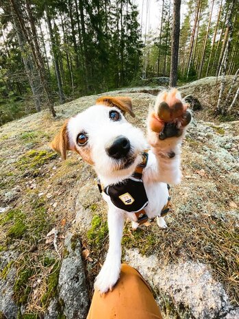 Woolly Wolf Woolly Wolf Sea To Summit Hondentuig Woolly Wolf Woolly Wolf Sea To Summit Hondentuig