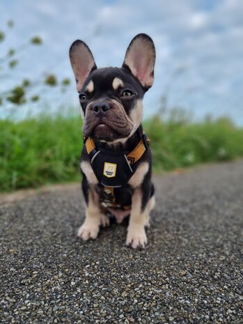 Woolly Wolf Woolly Wolf Sea To Summit Hondentuig Woolly Wolf Woolly Wolf Sea To Summit Hondentuig