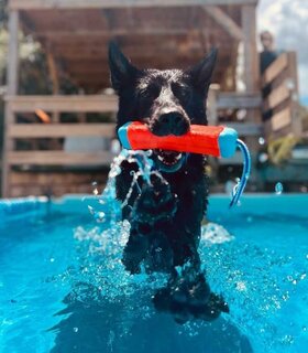 Water Speelgoed voor honden