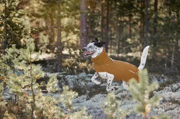 Hurtta Hurtta Warming Midlayer Eco Hondenjas Hurtta Hurtta Warming Midlayer Eco Hondenjas