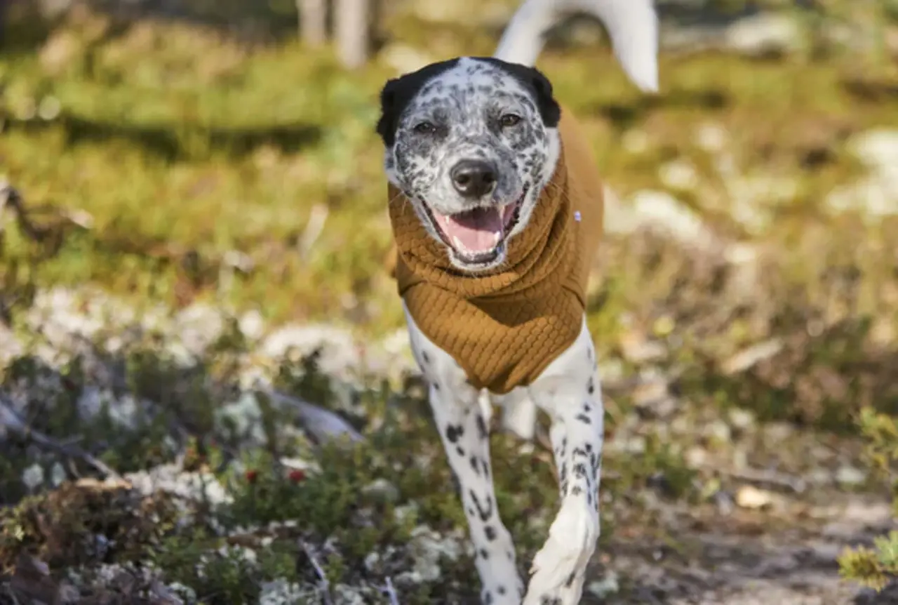 Hurtta Hurtta Warming Midlayer Eco Hondenjas Hurtta Hurtta Warming Midlayer Eco Hondenjas