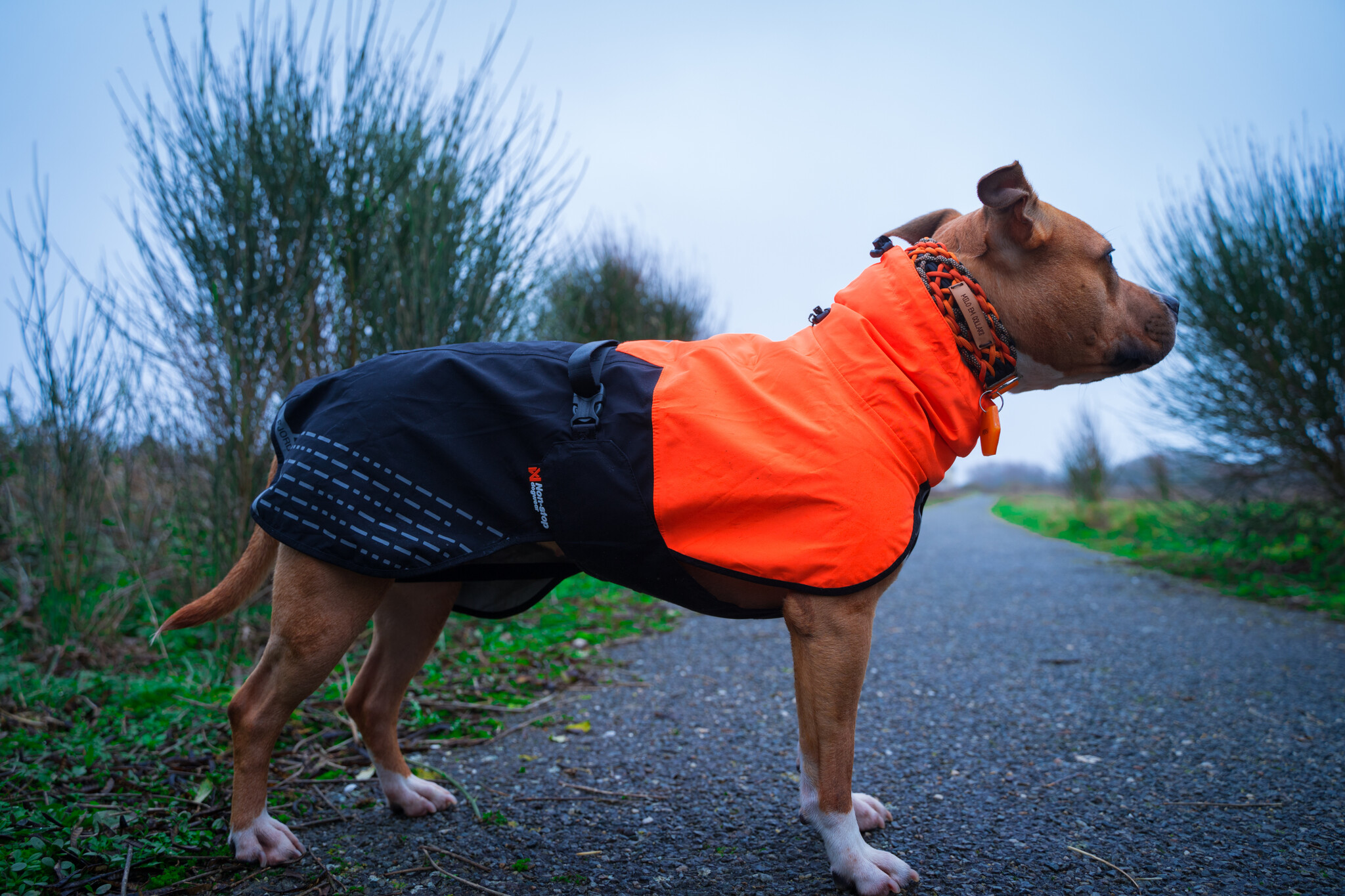 Hoe kies je de juiste hondenjas