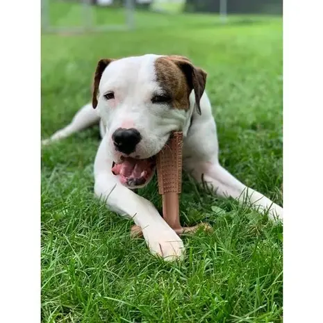 Spot Bam Bones Spot Bam-Bones Plus Easy Grip