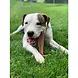Spot Spot Bam-Bones Plus Easy Grip Spot Spot Bam-Bones Plus Easy Grip