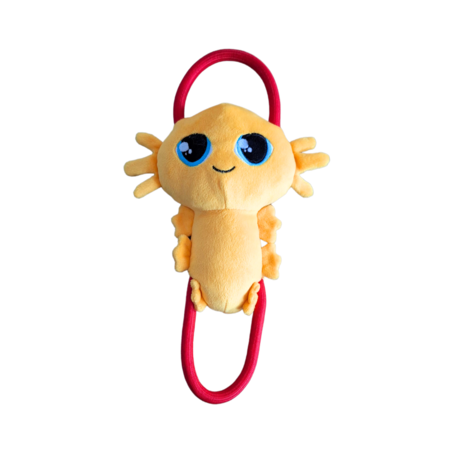 Pawstory Pawstory Axel Axolotl