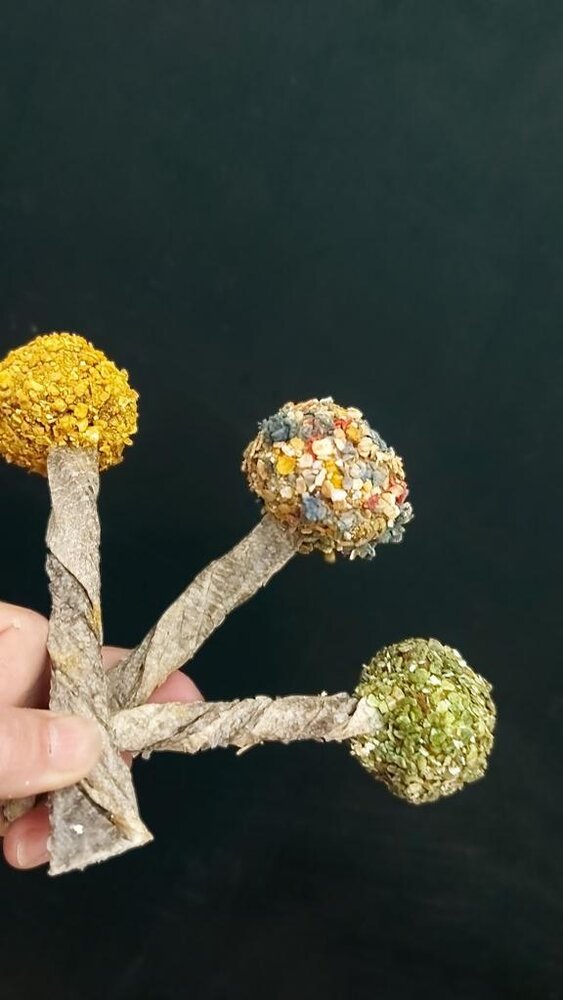 Cooka's Cookies Cooka's Cookies Lollipop Cooka's Cookies Cooka's Cookies Lollipop