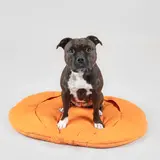 Paikka Paikka Playmat for Dogs - Pumpkin