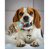 Cooka's Cookies Cooka's Cookies Kisses