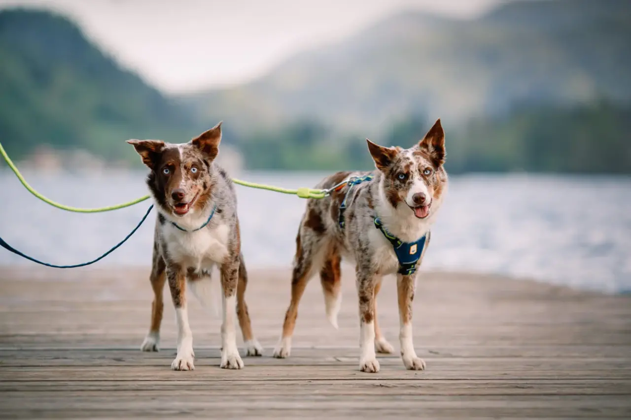 Woolly Wolf Woolly Wolf Horizon Hondentuig Woolly Wolf Woolly Wolf Horizon Hondentuig