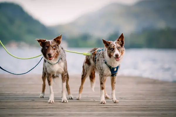 Woolly Wolf Woolly Wolf Horizon Hondentuig Woolly Wolf Woolly Wolf Horizon Hondentuig