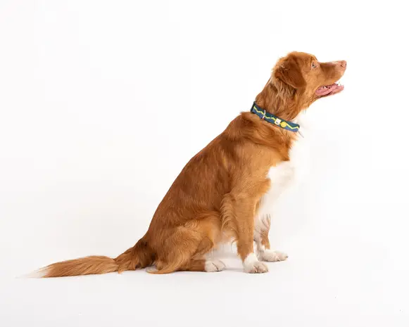 Woolly Wolf Woolly Wolf Horizon Halsband Woolly Wolf Woolly Wolf Horizon Halsband