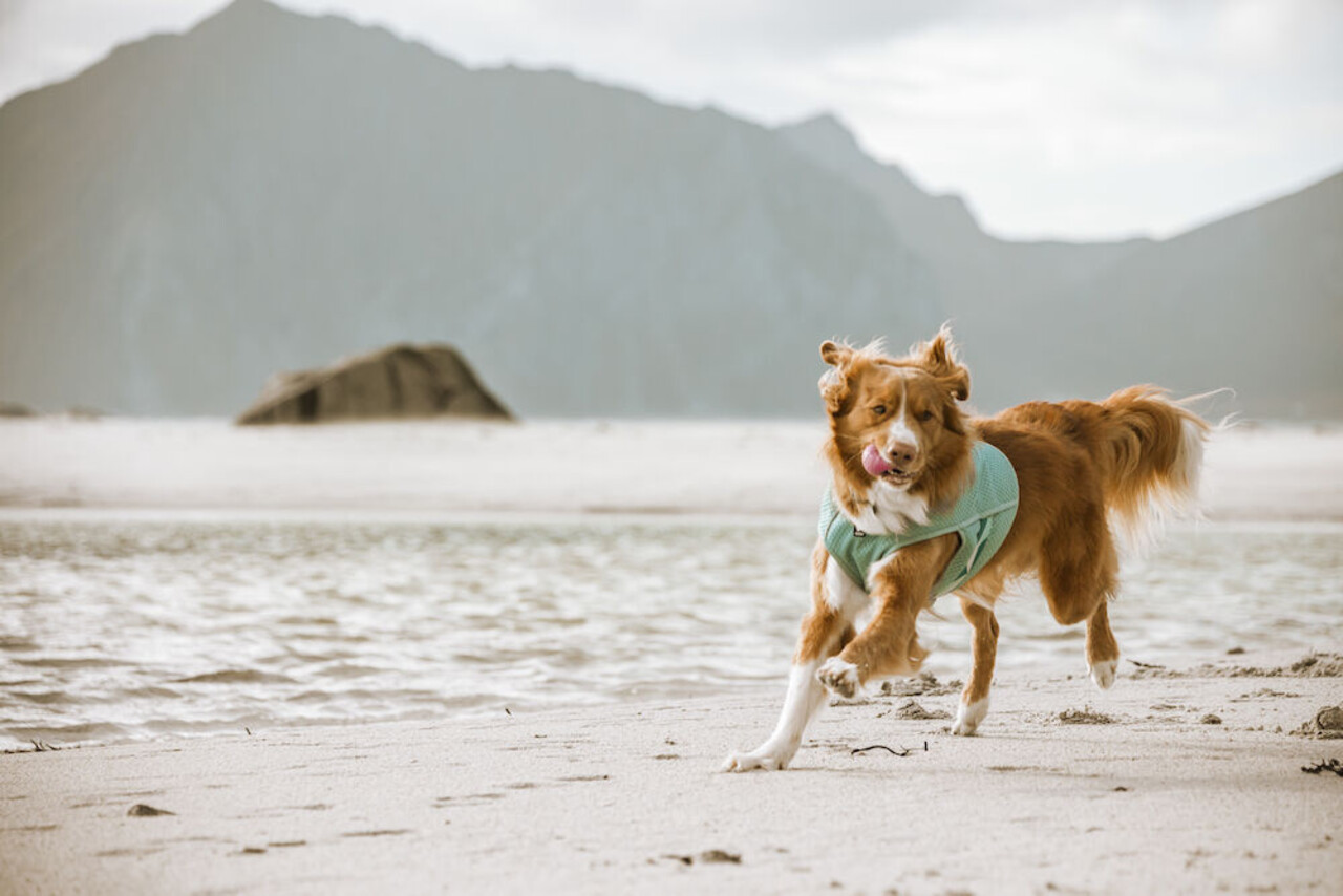 Hurtta Hurtta Cooling Wrap Hurtta Hurtta Cooling Wrap