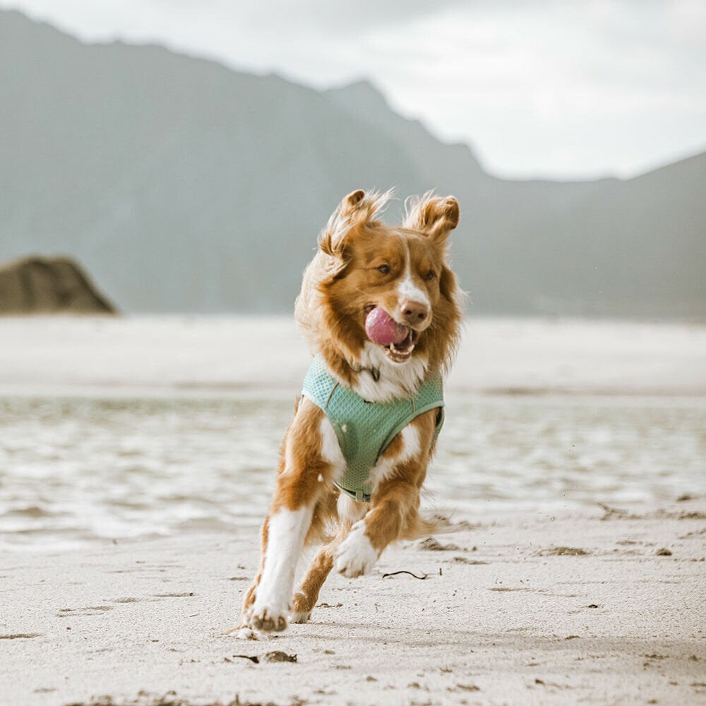 Hurtta Hurtta Cooling Wrap Hurtta Hurtta Cooling Wrap