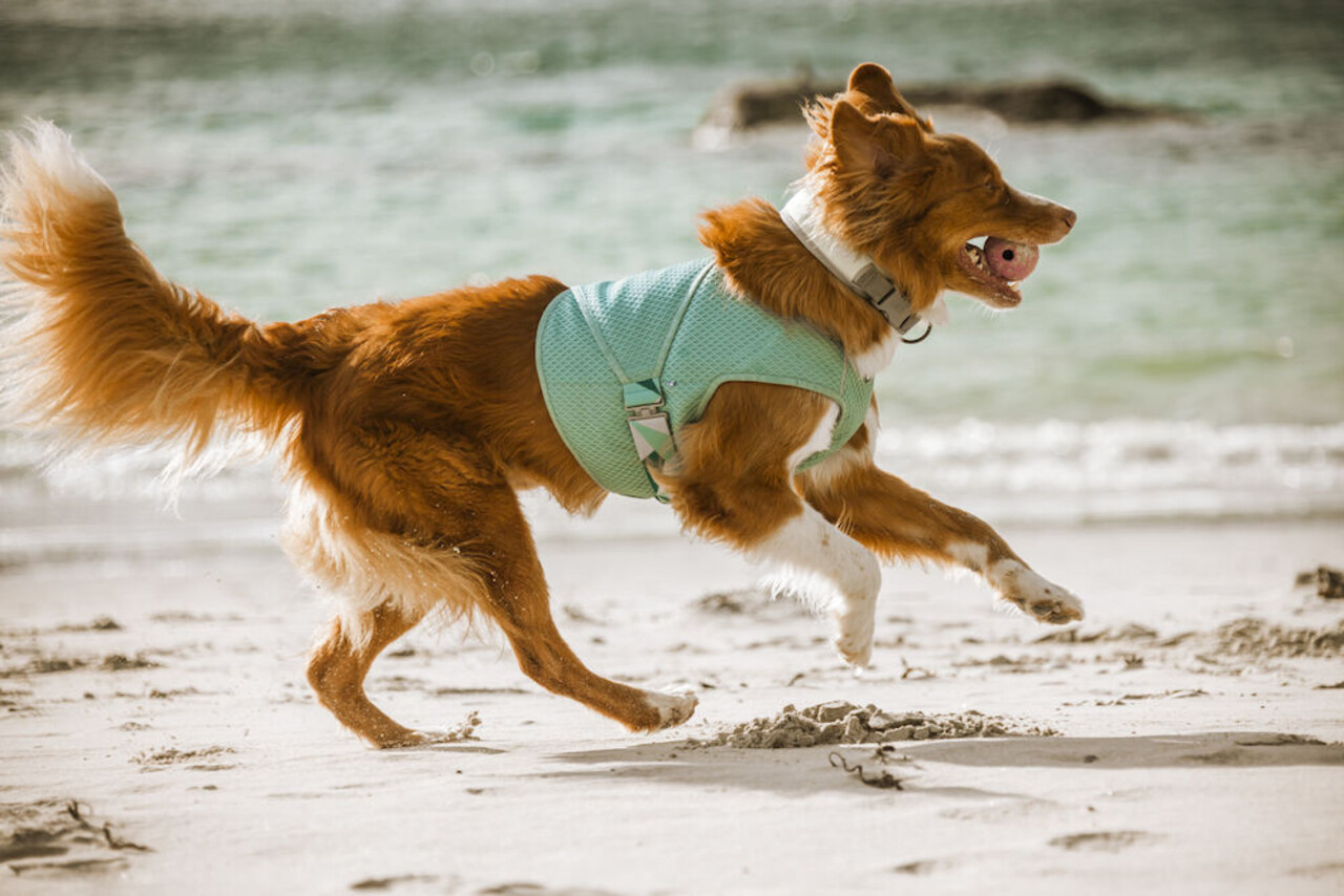 Hurtta Hurtta Cooling Wrap Hurtta Hurtta Cooling Wrap