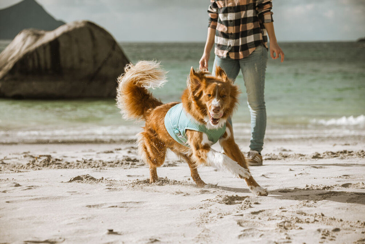 Hurtta Hurtta Cooling Wrap Hurtta Hurtta Cooling Wrap