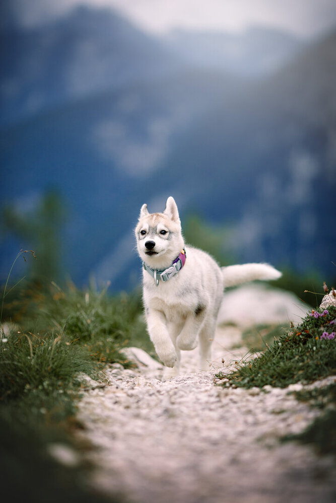 Woolly Wolf Woolly Wolf  Alpha 360 Halsband Mauve mix Woolly Wolf Woolly Wolf  Alpha 360 Halsband Mauve mix