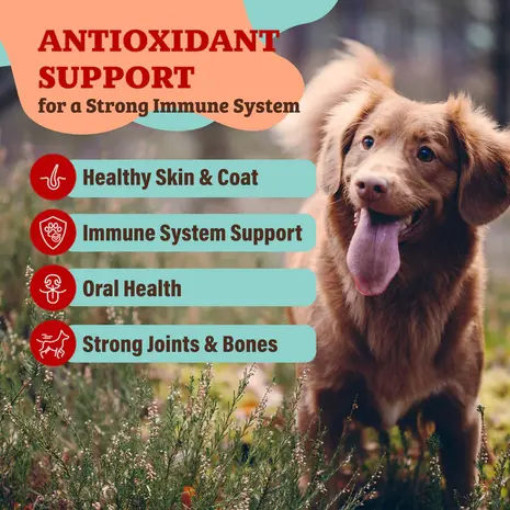 Natural Dog Company Natural Dog Company Antioxidant Berry Granules Natural Dog Company Natural Dog Company Antioxidant Berry Granules