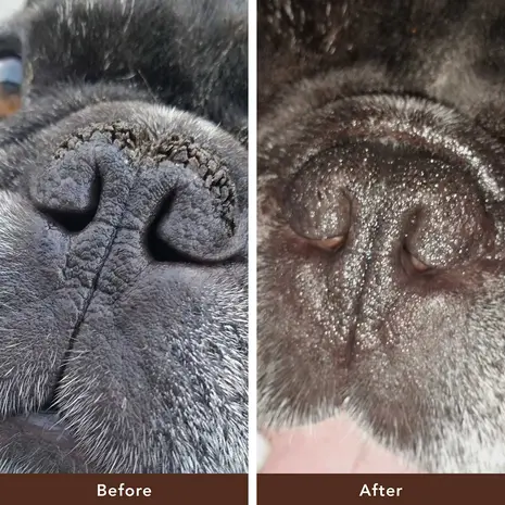 Natural Dog Company Natural Dog Company Snout Soother Natural Dog Company Natural Dog Company Snout Soother