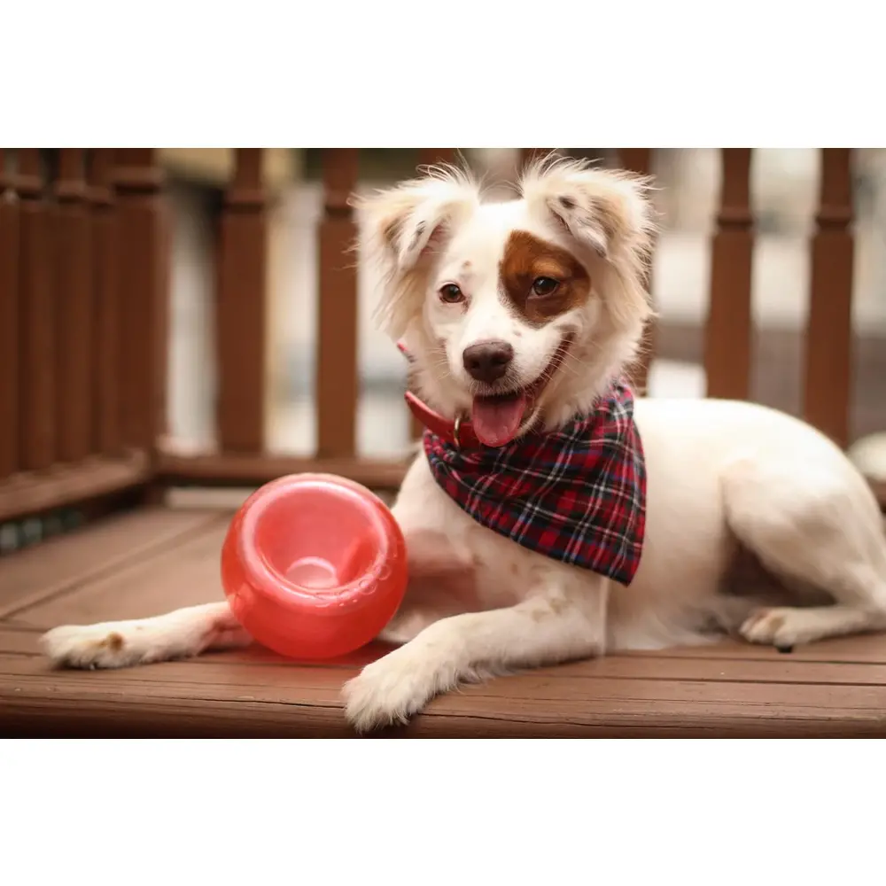 Planet Dog Outward Hound Orbee-Tuff Snoop S Planet Dog Outward Hound Orbee-Tuff Snoop S