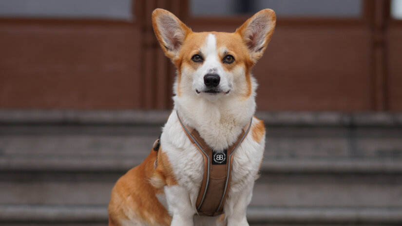 Hoe kies ik een hondentuig?