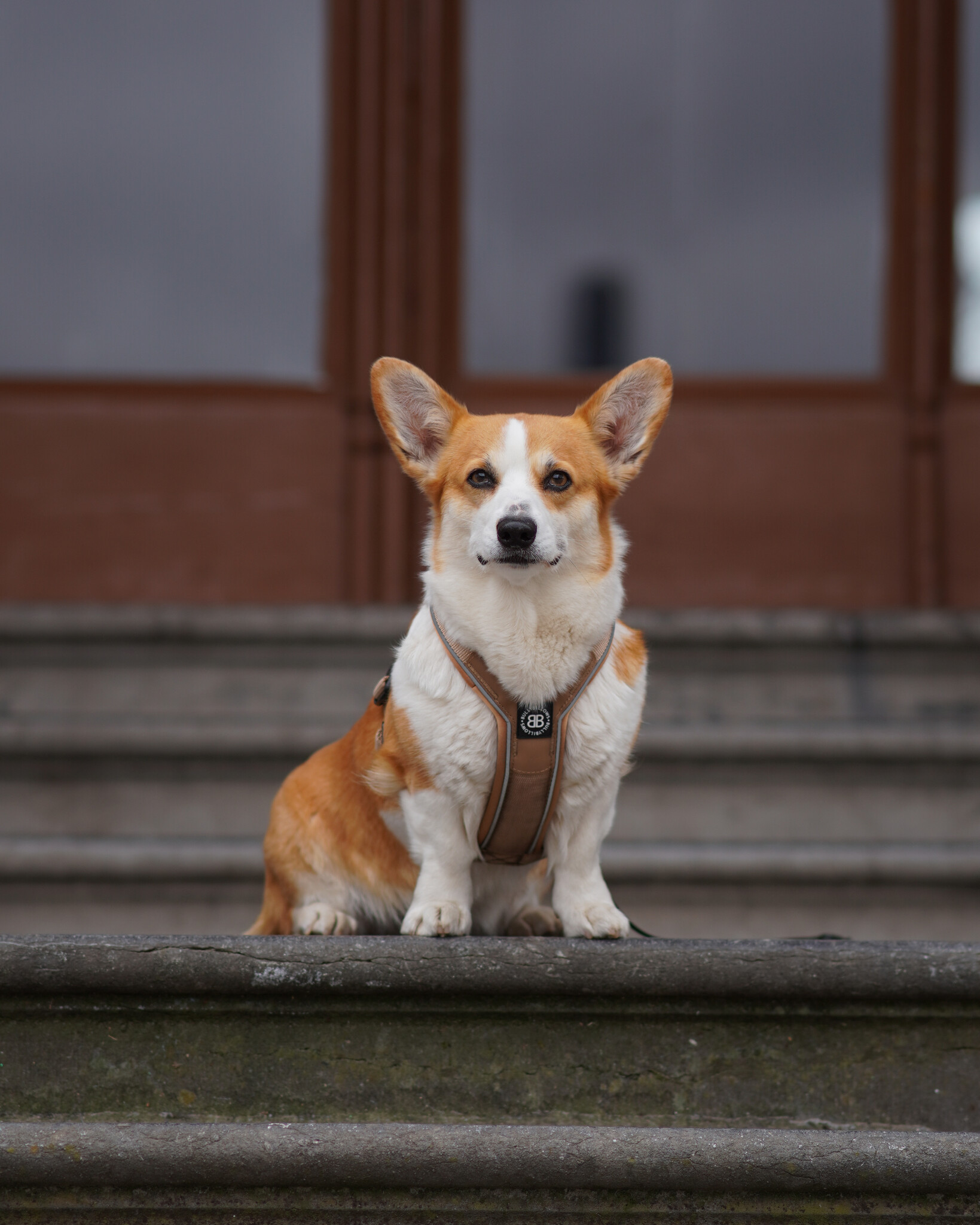 Hoe kies ik een hondentuig?